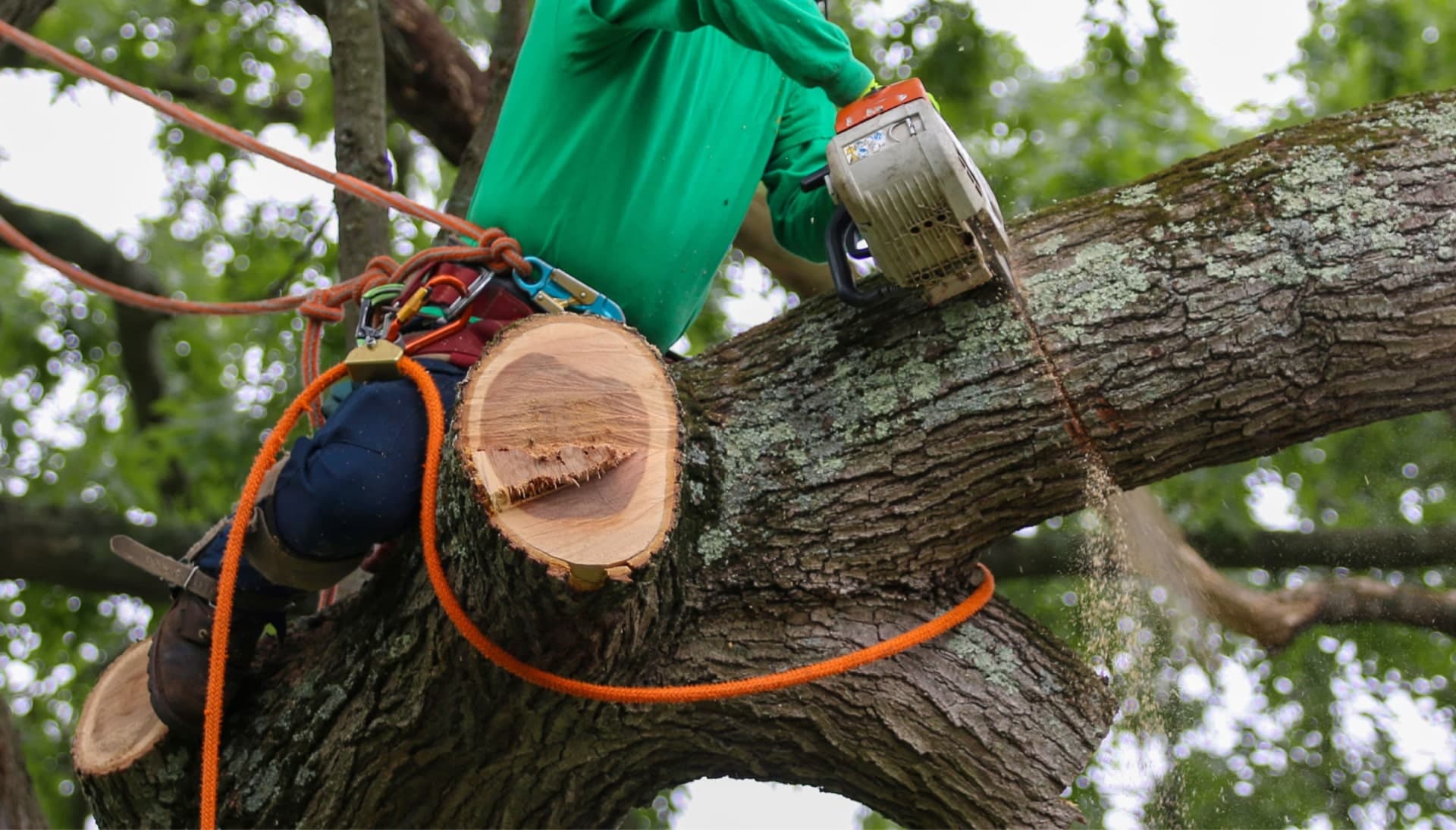 Relax with Lexington best tree removal.