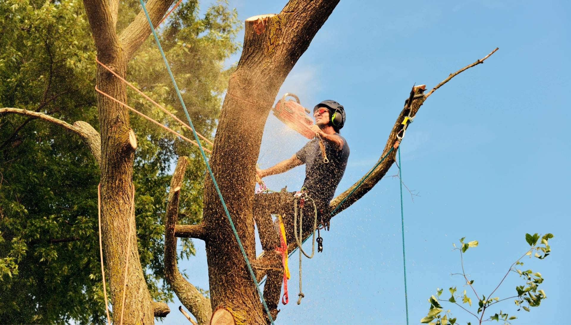 Lexington tree removal experts solve tree issues.