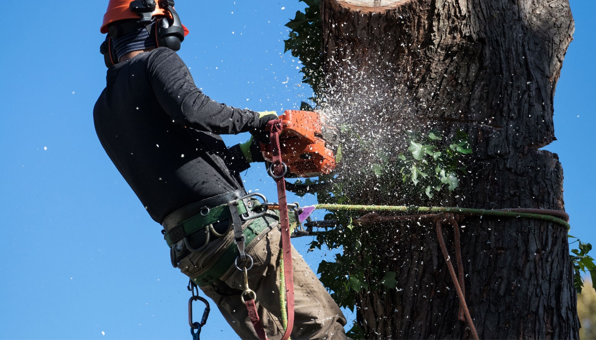 Professional Tree removal solutions in Lexington