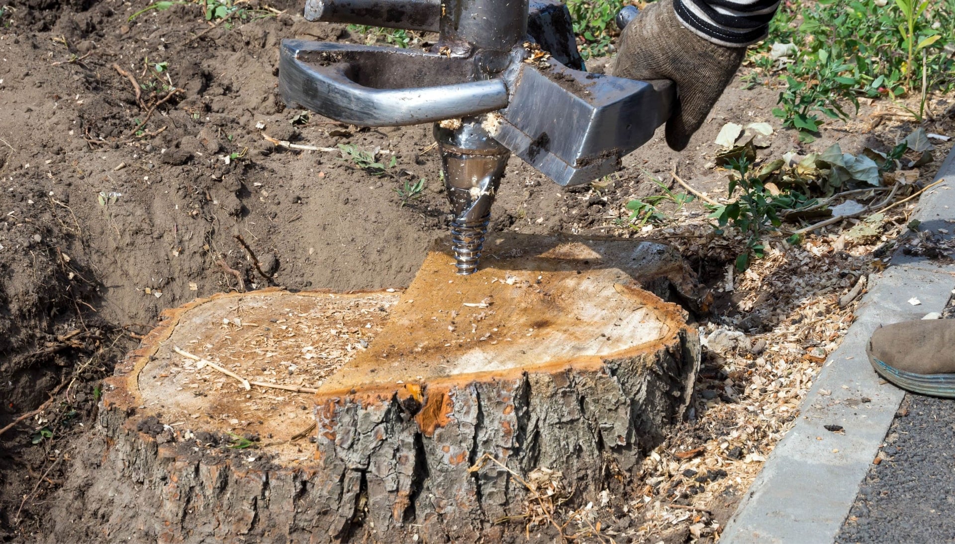 Lexington Tree stump removal